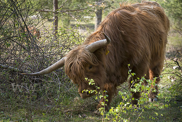 Schottisches Hochlandrind (Bos primigenius f. taurus)