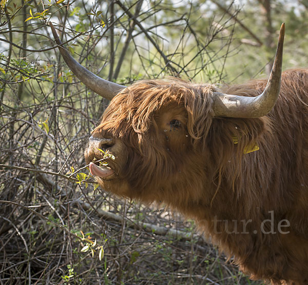 Schottisches Hochlandrind (Bos primigenius f. taurus)