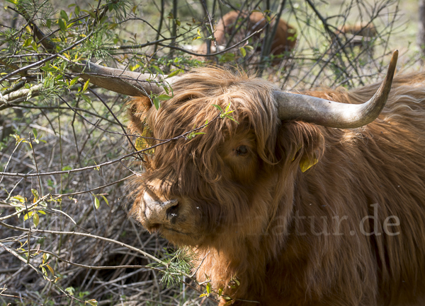 Schottisches Hochlandrind (Bos primigenius f. taurus)