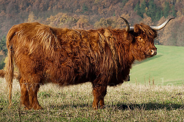 Schottisches Hochlandrind (Bos primigenius f. taurus)