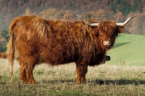 Schottisches Hochlandrind (Bos primigenius f. taurus)