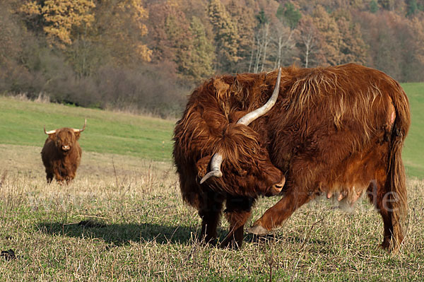 Schottisches Hochlandrind (Bos primigenius f. taurus)