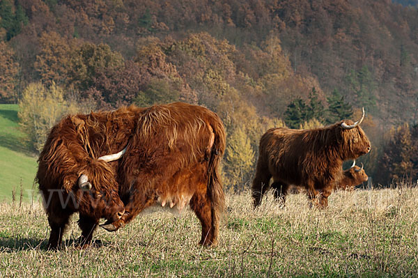 Schottisches Hochlandrind (Bos primigenius f. taurus)