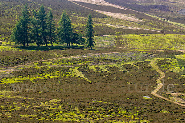 Schottland (Scotland)