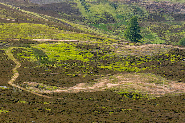 Schottland (Scotland)