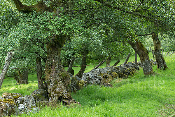 Schottland (Scotland)