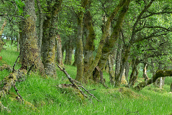 Schottland (Scotland)