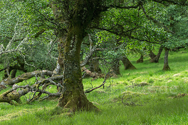 Schottland (Scotland)