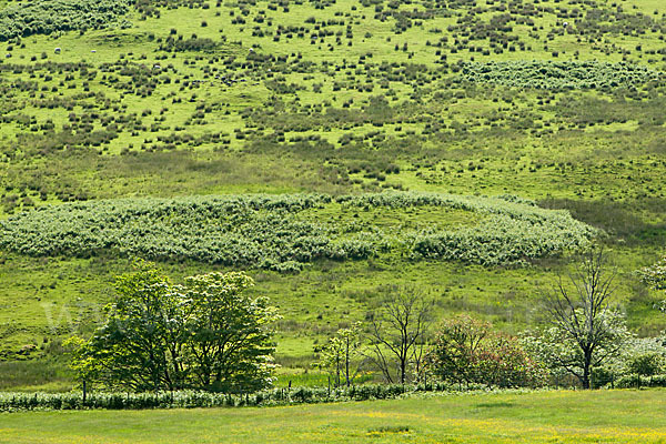 Schottland (Scotland)