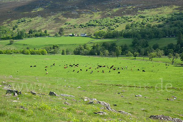 Schottland (Scotland)
