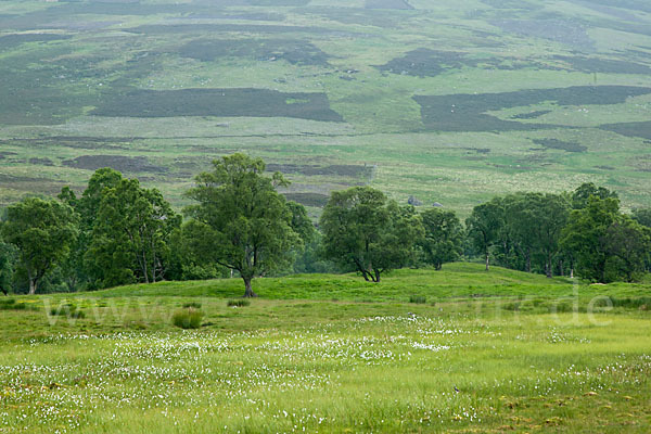 Schottland (Scotland)