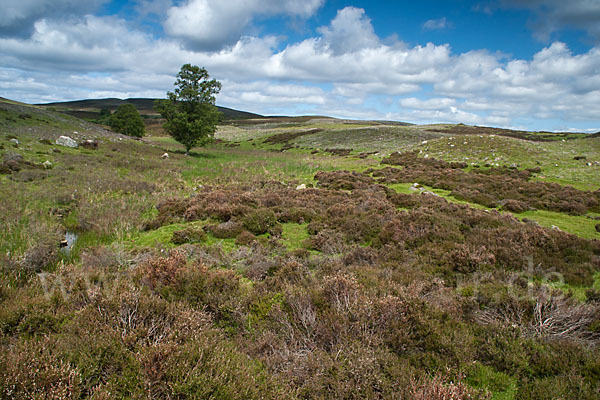 Schottland (Scotland)