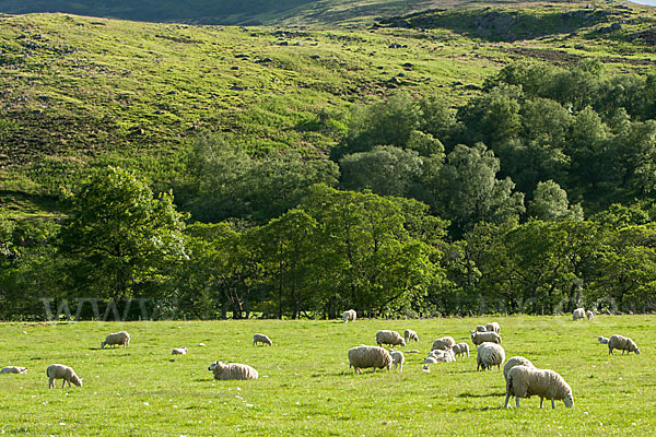 Schottland (Scotland)