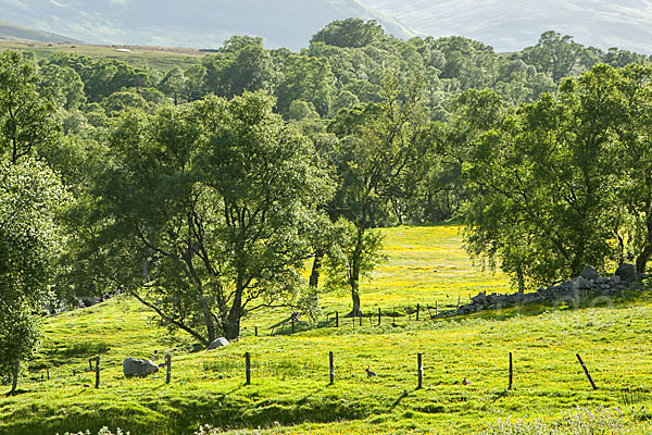 Schottland (Scotland)