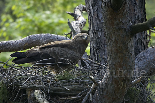 Schreiadler (Aquila pomarina)