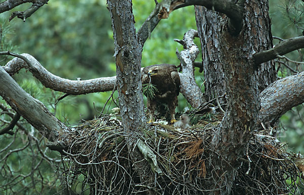 Schreiadler (Aquila pomarina)