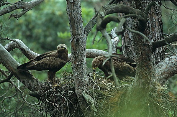 Schreiadler (Aquila pomarina)