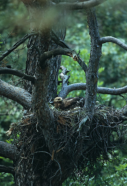 Schreiadler (Aquila pomarina)