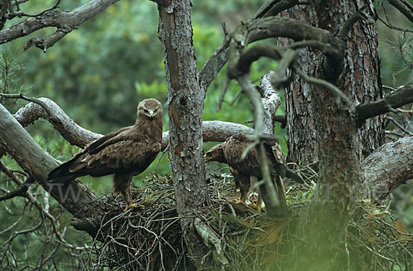 Schreiadler (Aquila pomarina)