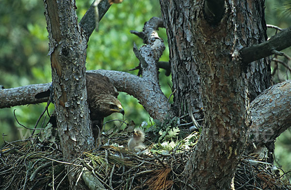 Schreiadler (Aquila pomarina)