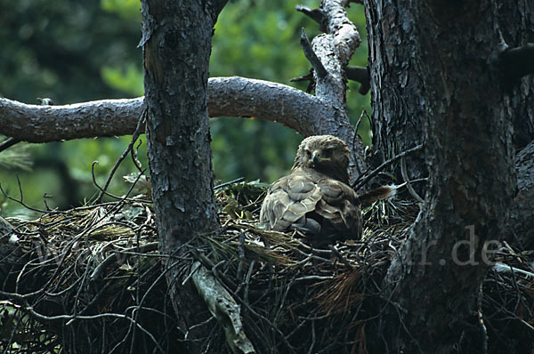 Schreiadler (Aquila pomarina)