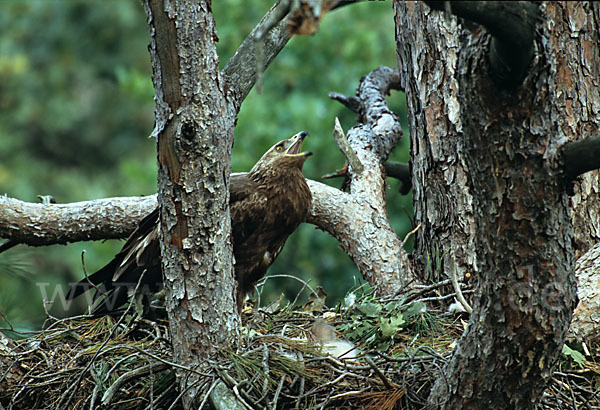 Schreiadler (Aquila pomarina)