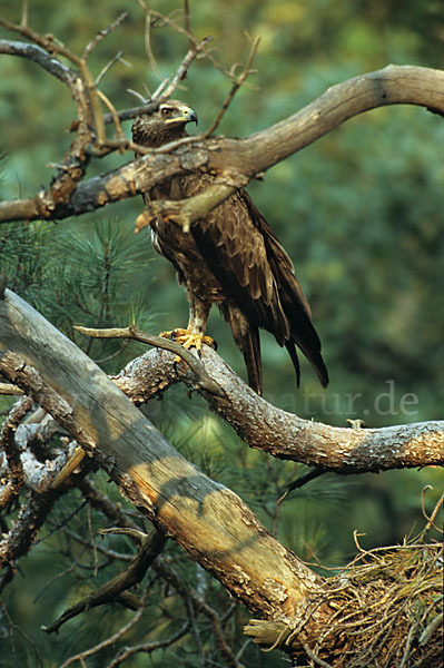 Schreiadler (Aquila pomarina)