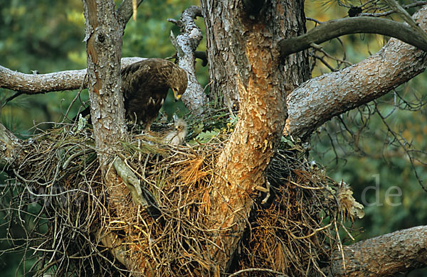 Schreiadler (Aquila pomarina)