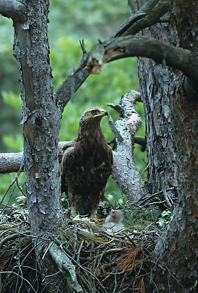 Schreiadler (Aquila pomarina)