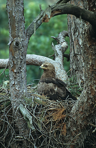 Schreiadler (Aquila pomarina)