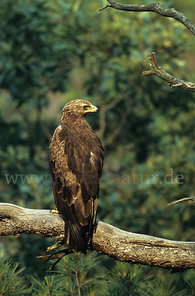 Schreiadler (Aquila pomarina)