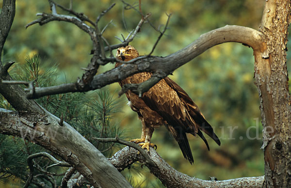 Schreiadler (Aquila pomarina)