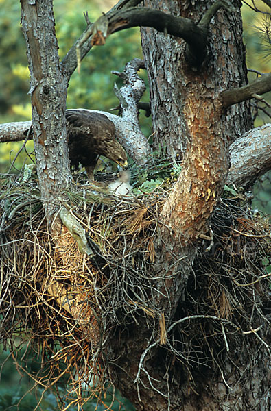 Schreiadler (Aquila pomarina)