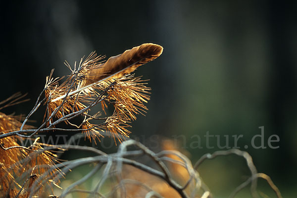 Schreiadler (Aquila pomarina)