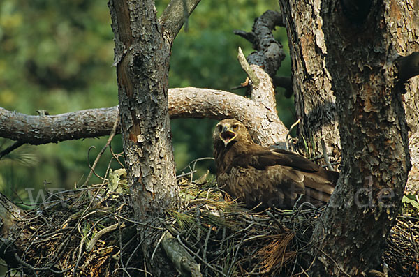 Schreiadler (Aquila pomarina)