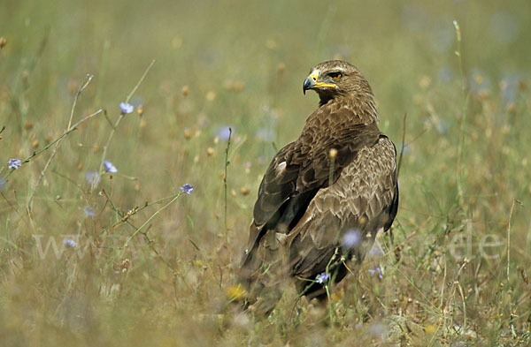 Schreiadler (Aquila pomarina)