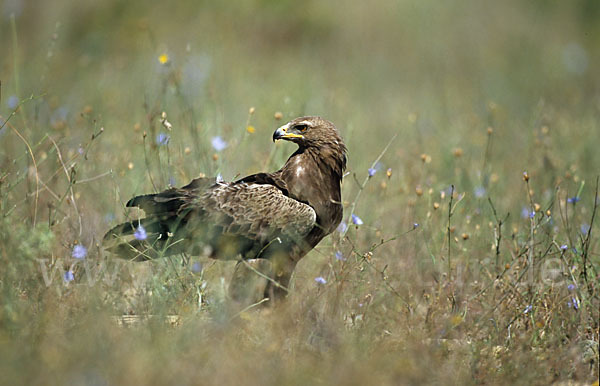 Schreiadler (Aquila pomarina)