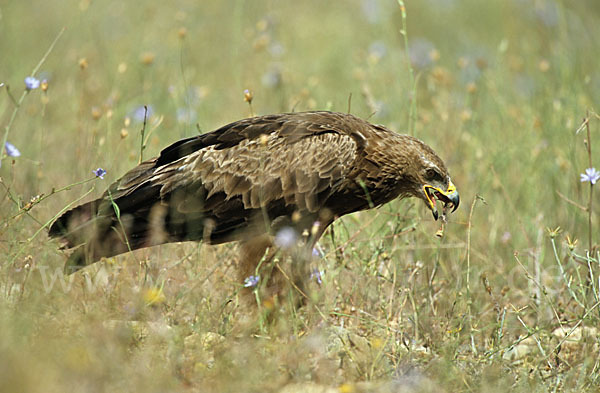 Schreiadler (Aquila pomarina)