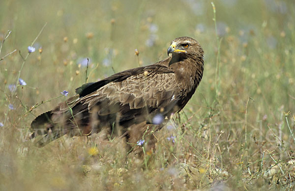 Schreiadler (Aquila pomarina)