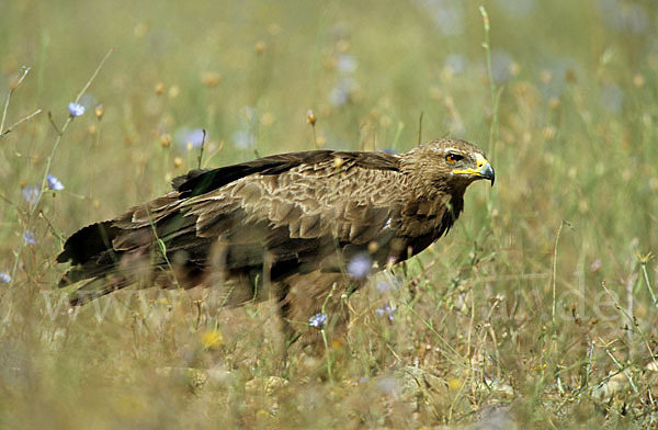 Schreiadler (Aquila pomarina)