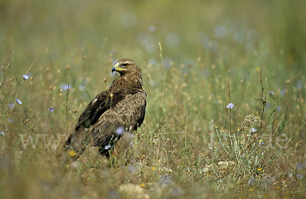 Schreiadler (Aquila pomarina)