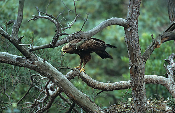 Schreiadler (Aquila pomarina)