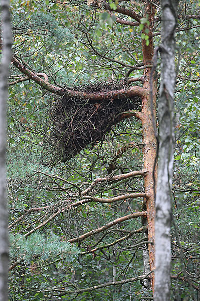 Schreiadler (Aquila pomarina)