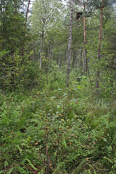 Schreiadler (Aquila pomarina)