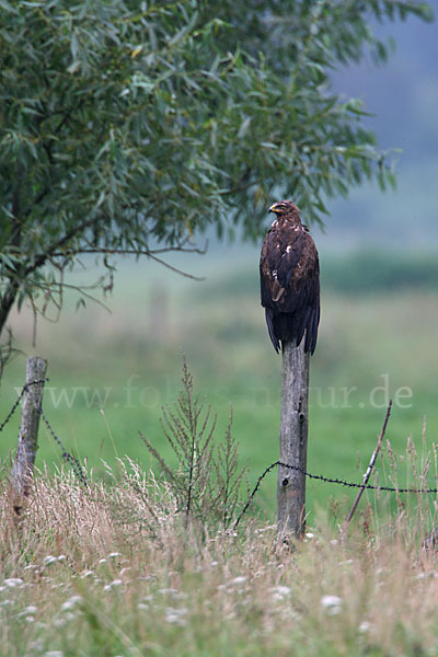 Schreiadler (Aquila pomarina)