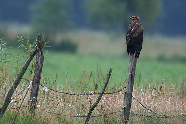 Schreiadler (Aquila pomarina)