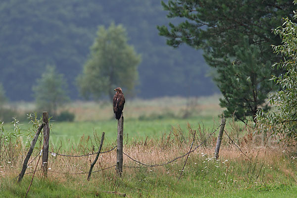 Schreiadler (Aquila pomarina)