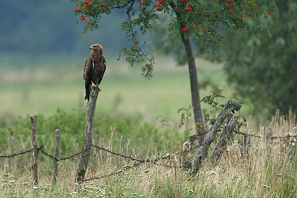 Schreiadler (Aquila pomarina)