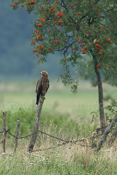 Schreiadler (Aquila pomarina)