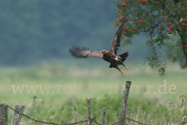 Schreiadler (Aquila pomarina)